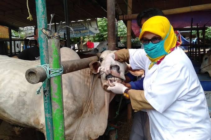 Ilustrasi hewan kurban diperiksa Distan Pekanbaru (foto/ist)